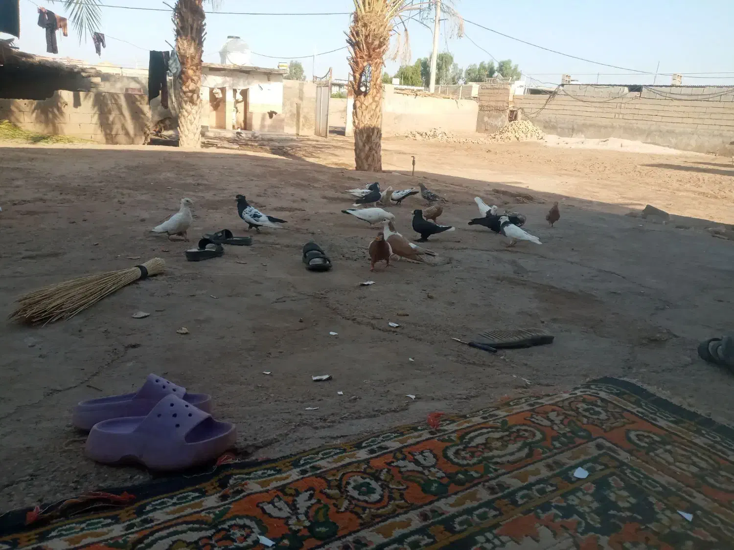 کبوتر جفتی ۶۰۰|پرنده|کرخه, |دیوار