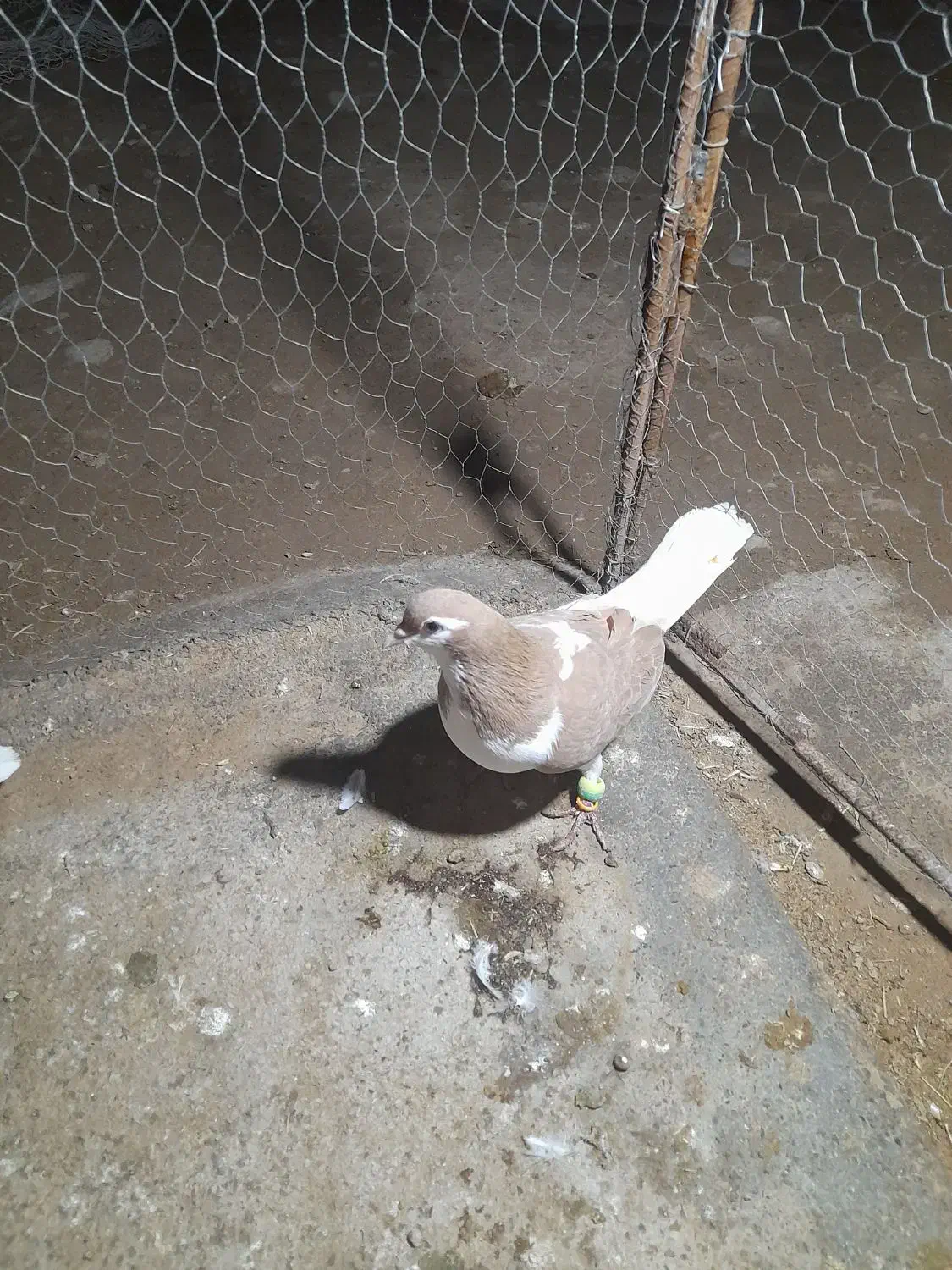 کبوتر|پرنده|اسفراین, |دیوار