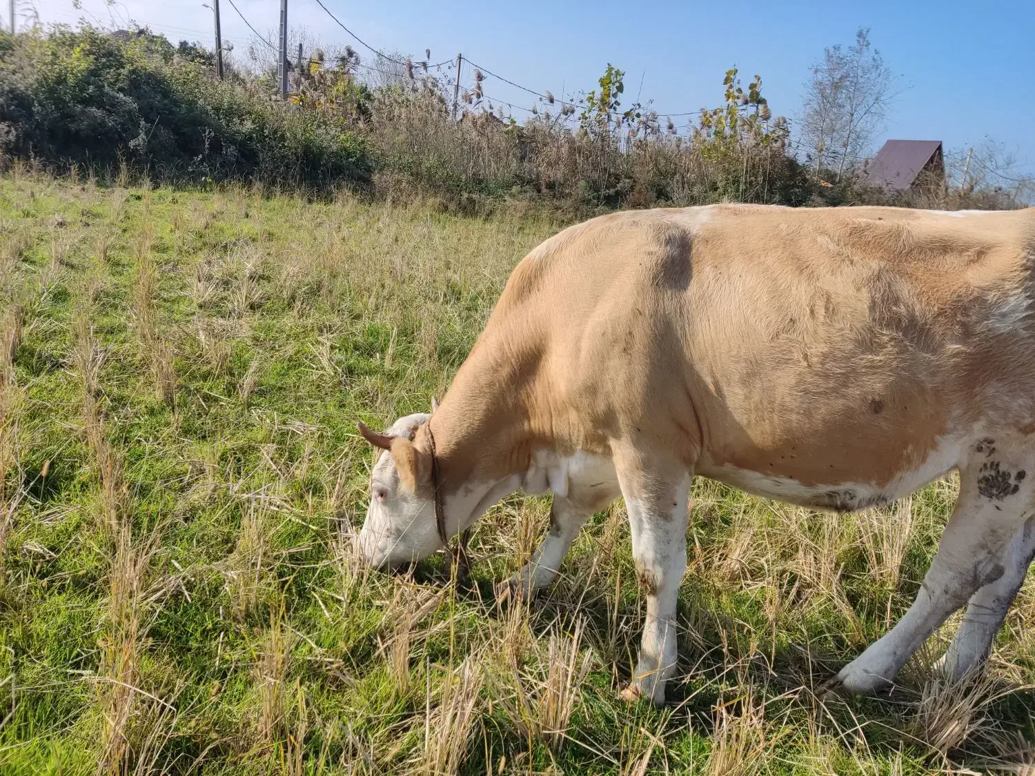 گاو سیمینتال شکم دار لیشه|حیوانات مزرعه|کیاشهر, |دیوار