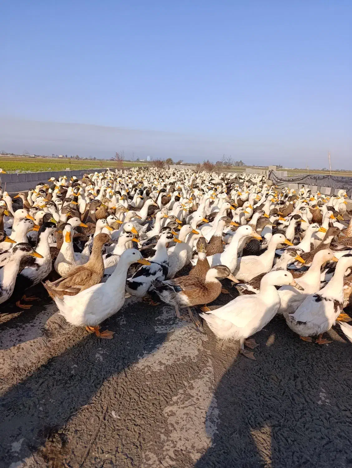 فروش اردک شالیزار|حیوانات مزرعه|بهنمیر, |دیوار