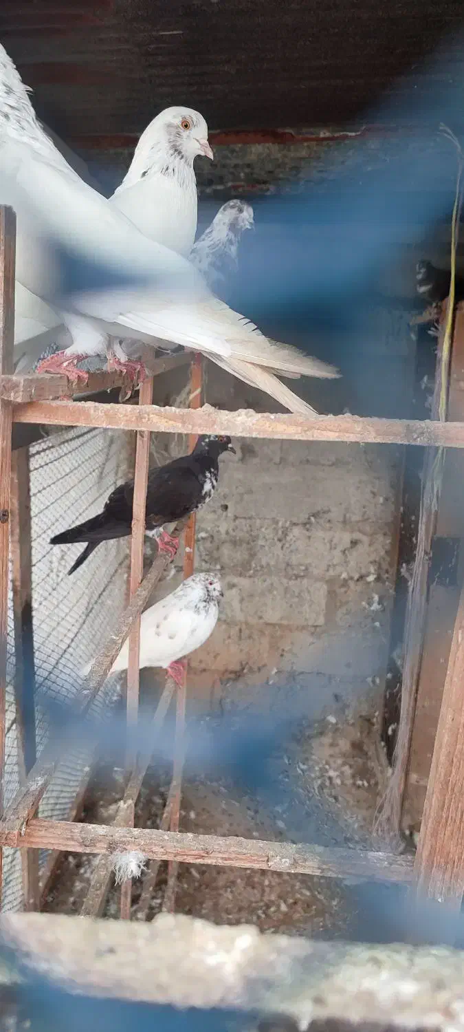 کبوتر|پرنده|رضوانشهر, |دیوار