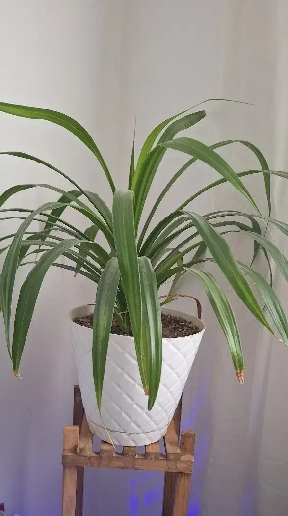 گل پاندانوس طبیعی|گل و گیاه طبیعی|گلبهار, شهر جدید گلبهار|دیوار