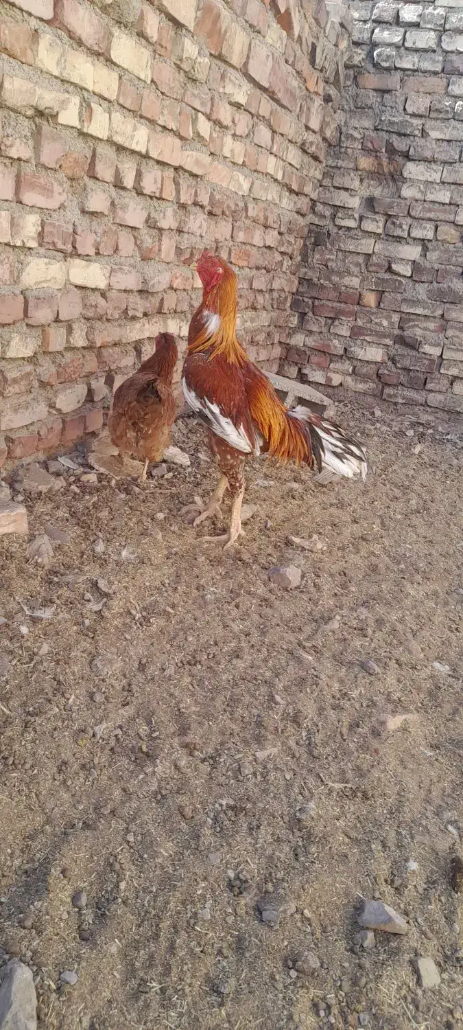 خروس لاری و یه مرغ ولایتی|حیوانات مزرعه|قهستان, |دیوار