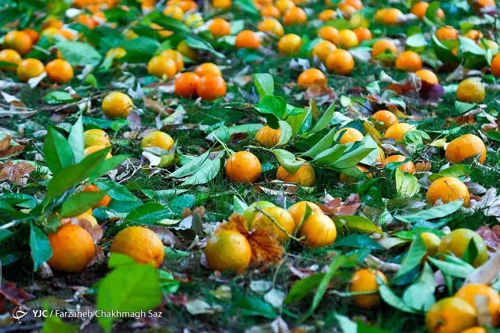 نارنج سر درخت یا چیده شده تمام نقاط شیراز|خوردنی و آشامیدنی|شیراز, خلیلی|دیوار