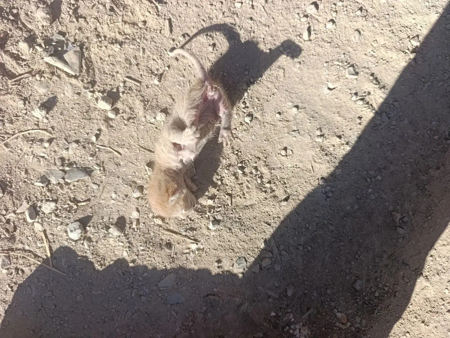 واگذاری رایگان بچه گربه|گربه|دوگنبدان, |دیوار