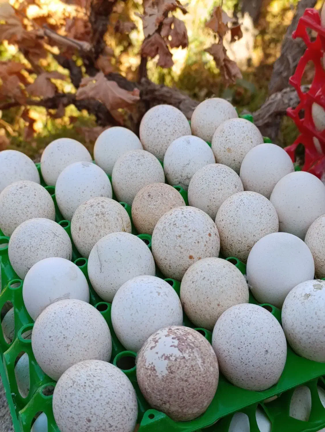 تخم نطفه داربوقلمون برنز|حیوانات مزرعه|آران و بیدگل, |دیوار