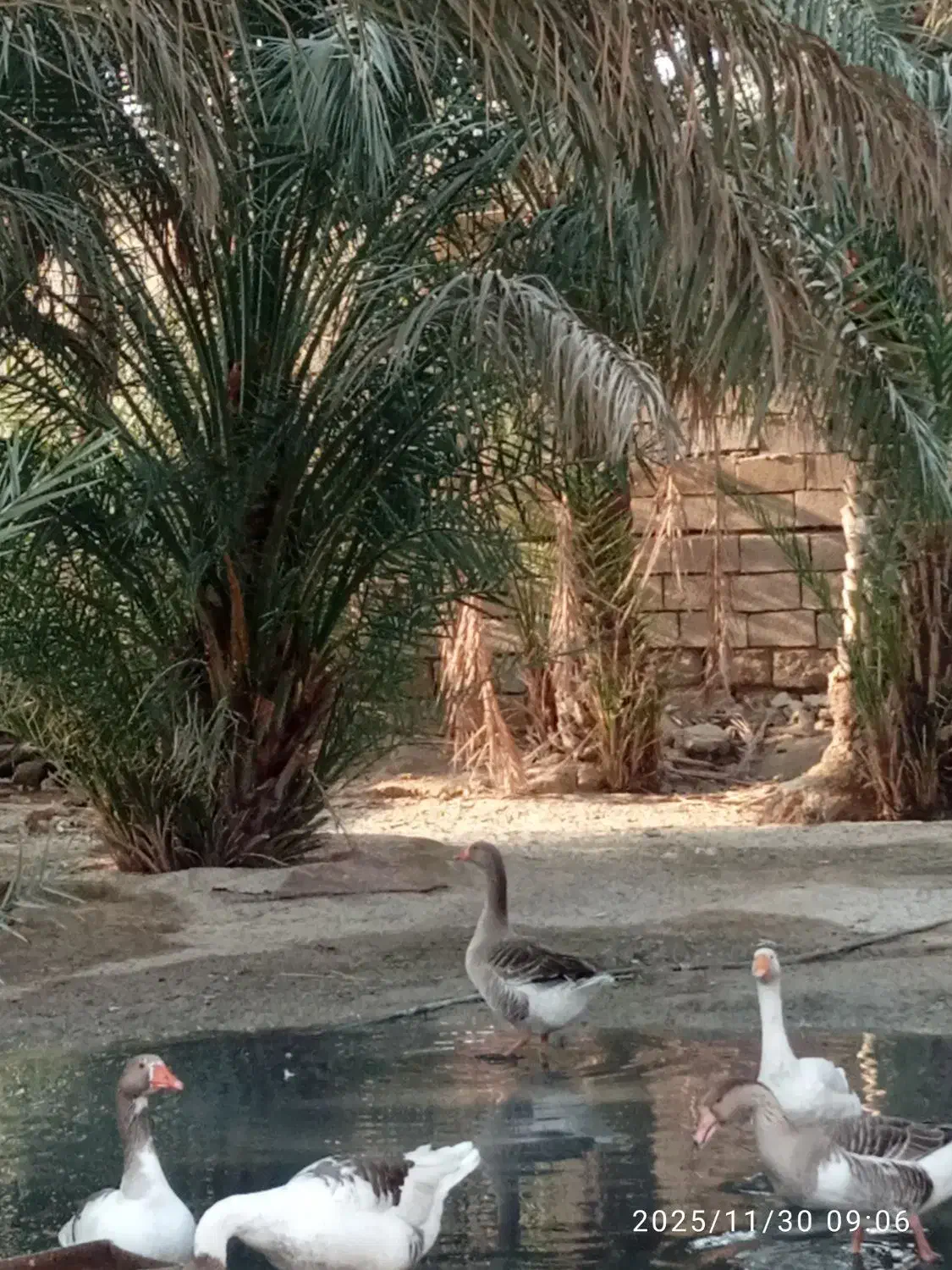 شادگان|حیوانات مزرعه|شادگان, |دیوار