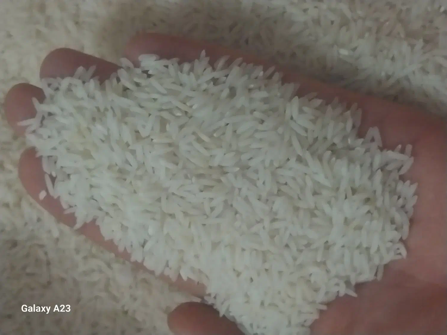 برنج هاشمی درجه ۱|خوردنی و آشامیدنی|رشت, یخسازی|دیوار