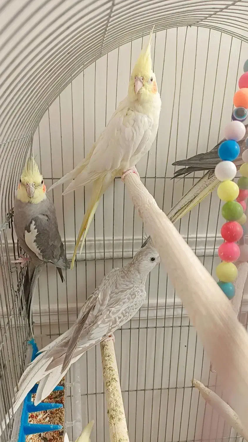 عروس هلندی کاملا خانگی صحیح وسالم|پرنده|ری, علایین|دیوار