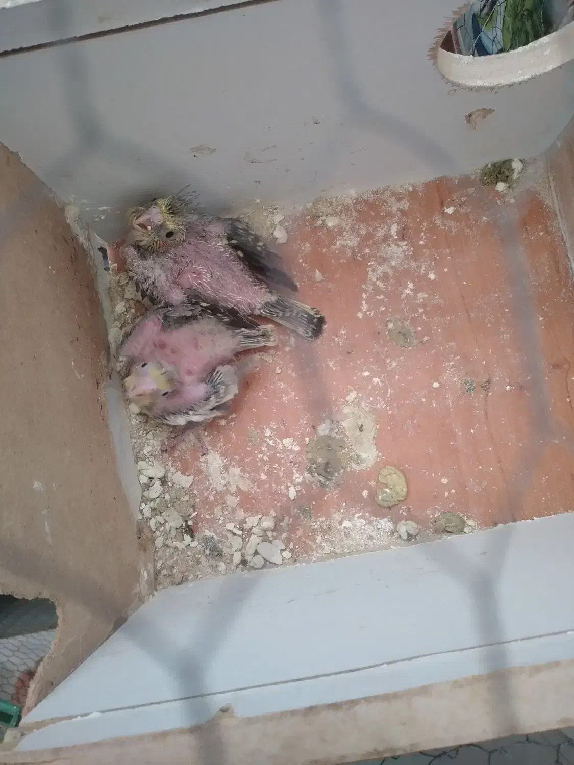 جوجه عروس سریلاکی|پرنده|اردکان, |دیوار