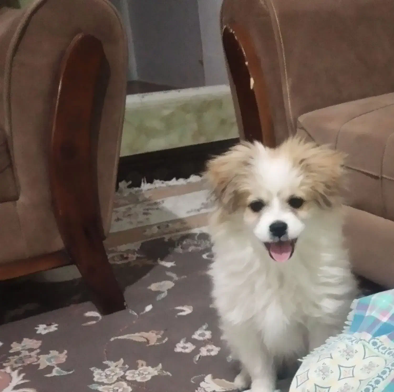 سگ شیتروز|سگ|ایلام, |دیوار