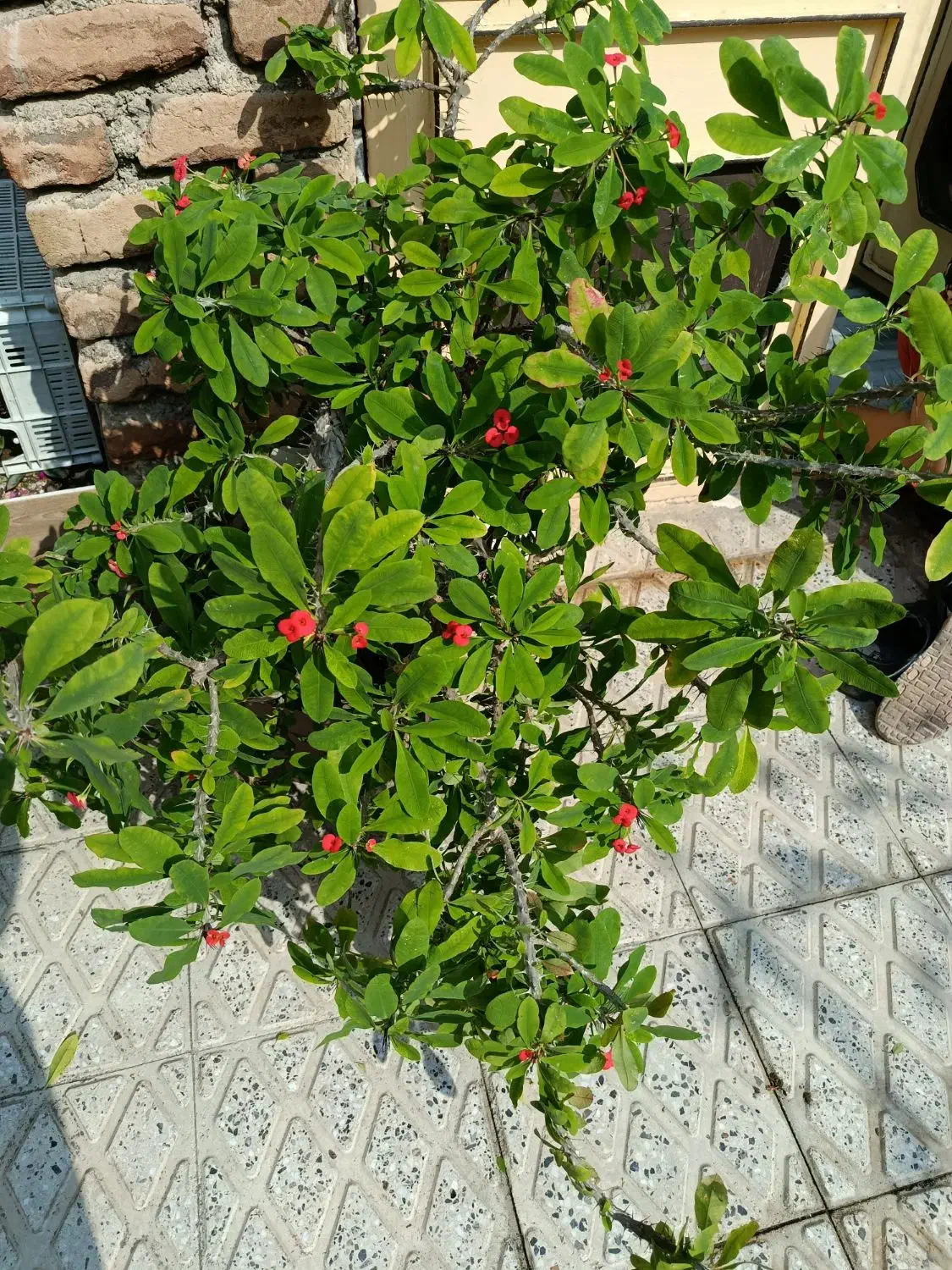 گل زیبا|گل و گیاه طبیعی|ارومیه, |دیوار