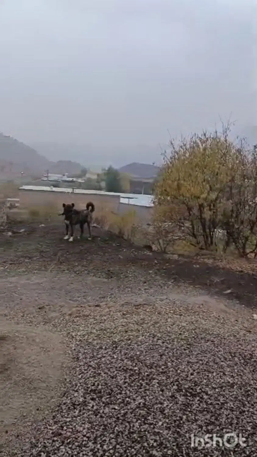 مژدگانی|حیوانات|معمولان, |دیوار