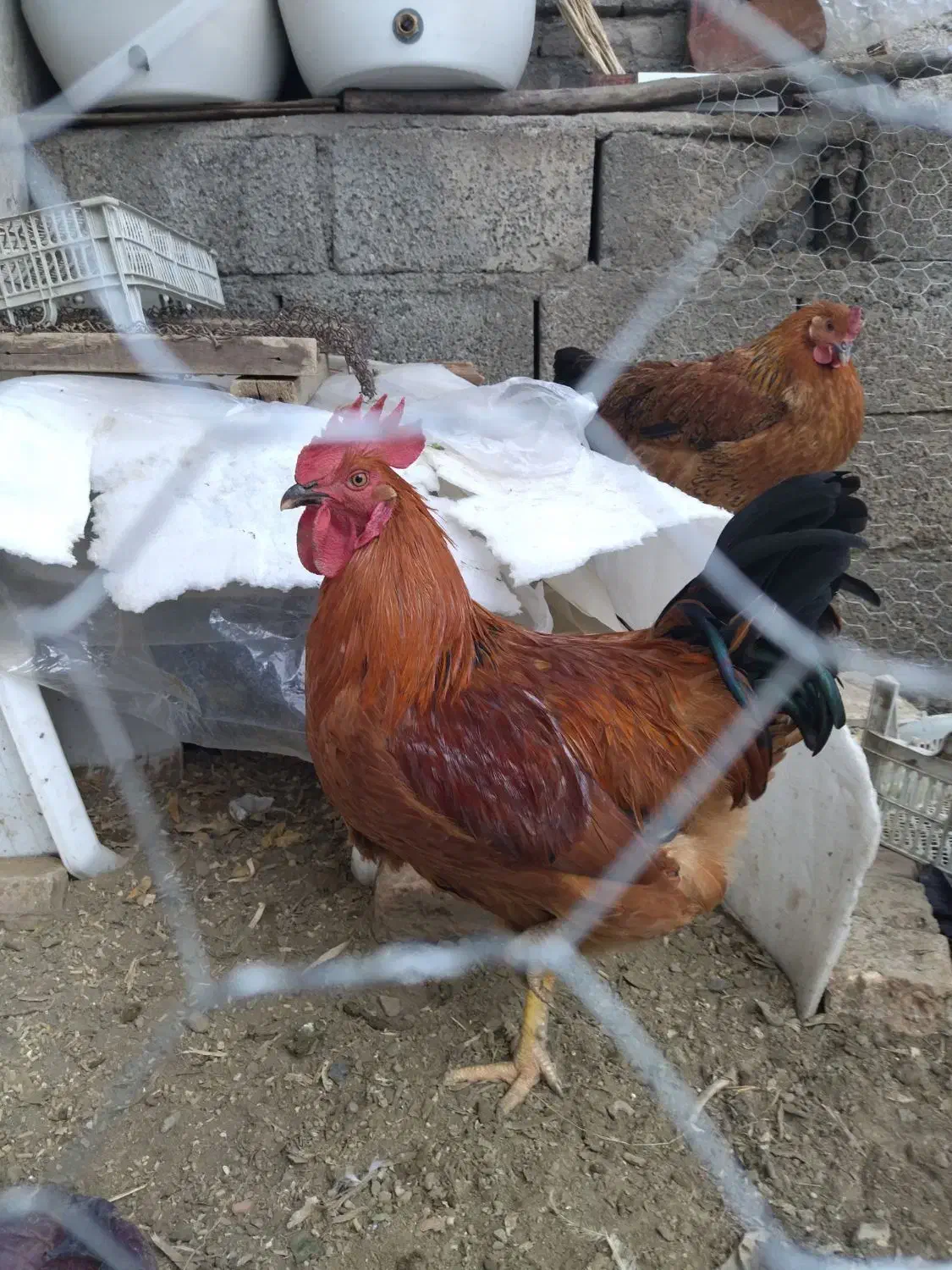 مرغ و خروس محلی|حیوانات مزرعه|سردشت, |دیوار