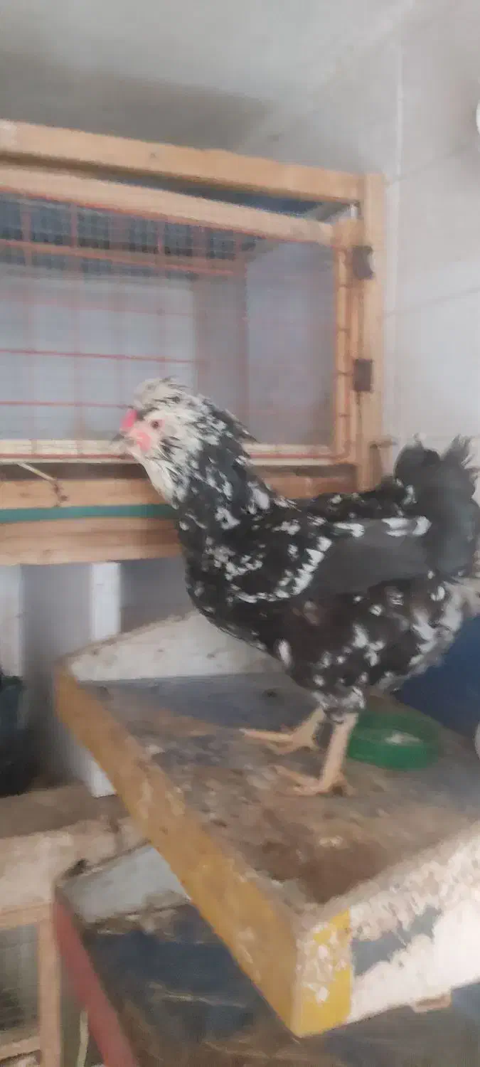 تخم مرغ گلین ریش کاکل چهل تاج فول|حیوانات مزرعه|گرگان, |دیوار