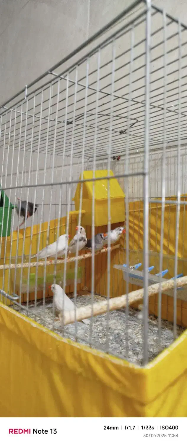 پرنده|پرنده|میبد, |دیوار