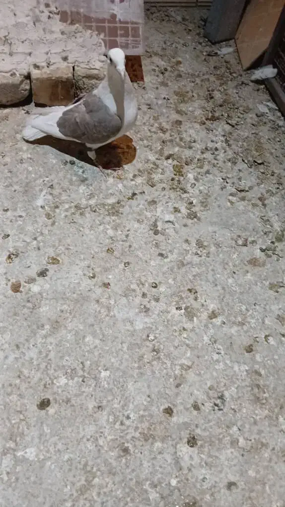 کبوتر پشتی|پرنده|شیراز, نصر|دیوار