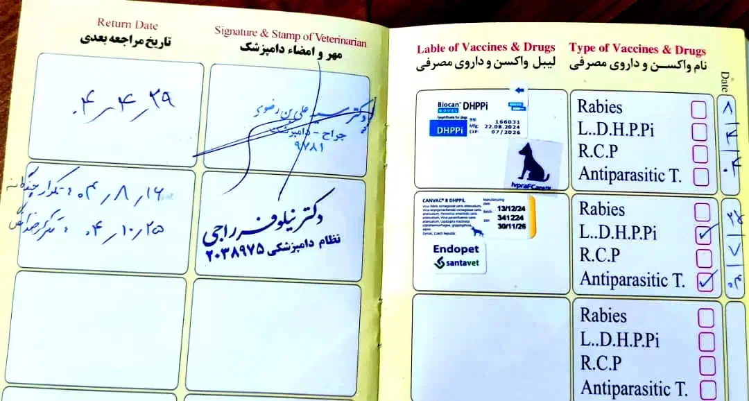 سگ دوبرمن مینیاتوری وارداتی آلمانی معاوضه|سگ|شیراز, منطقه هوایی شهید دوران|دیوار