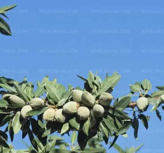 نهال اماده کاشت بادام سنگی|خدمات باغبانی و درختکاری|زنجان, |دیوار