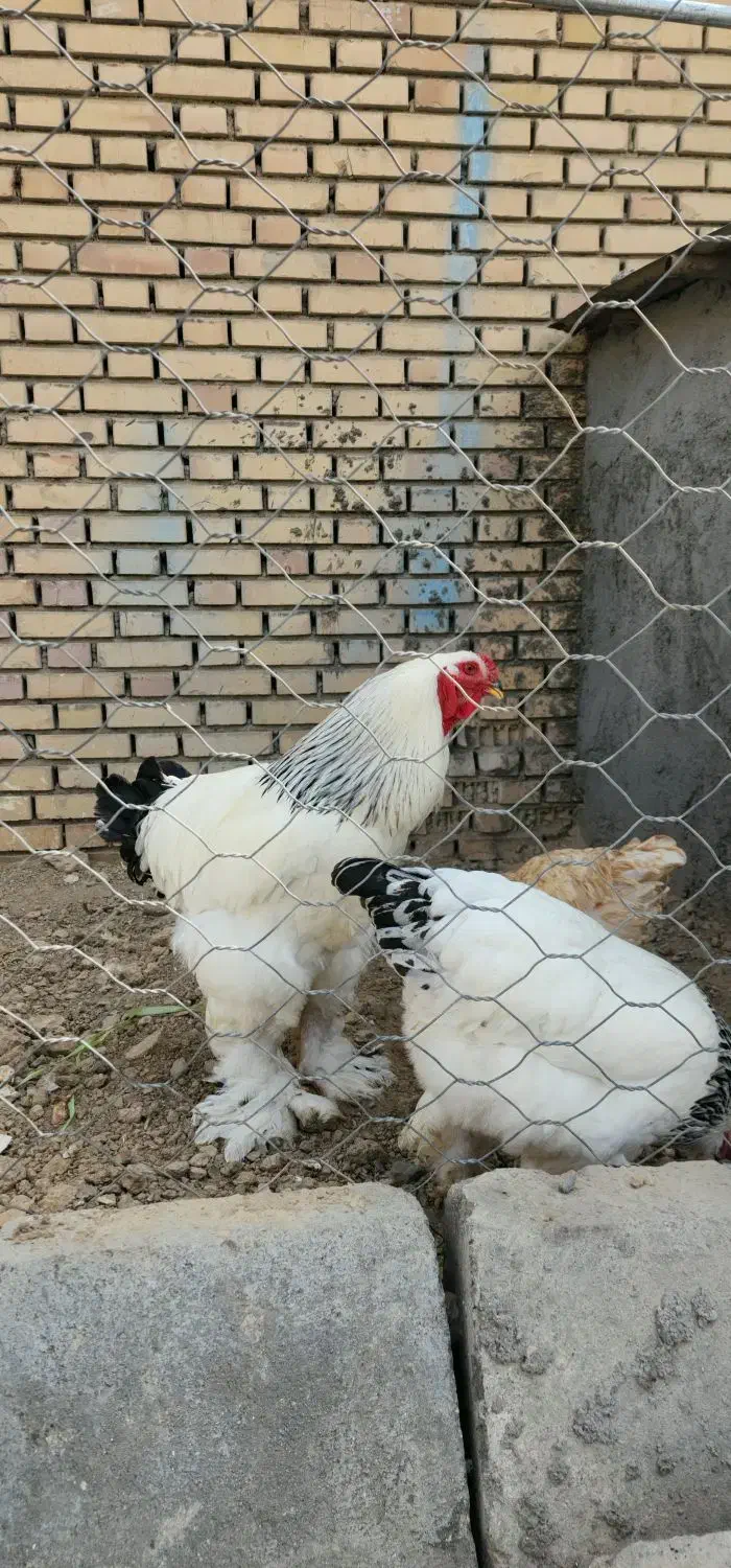 تخم مرغ نطفه دار برهما لایت|حیوانات مزرعه|مشهد, نوید|دیوار