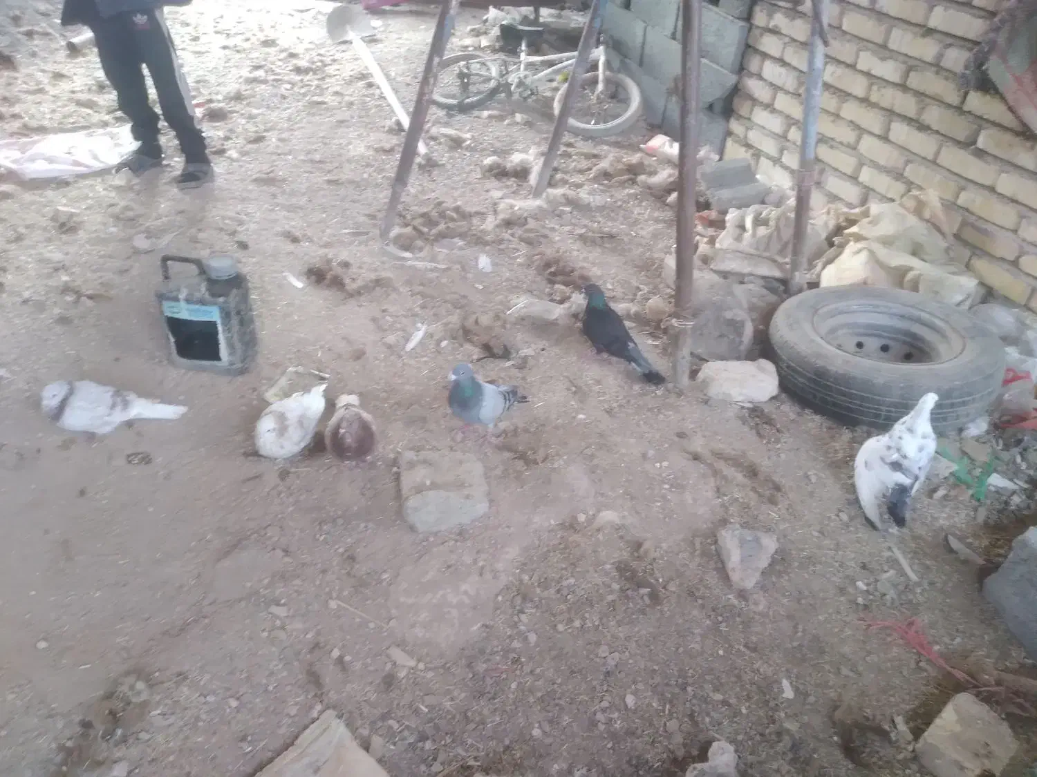 کبوتر سبز.سفید.اوگن.زاغ.سار|پرنده|جغتای, |دیوار