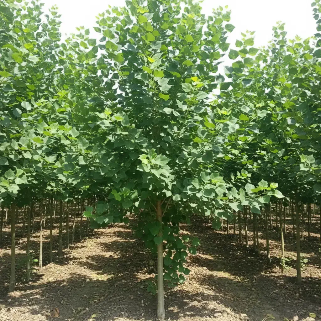 نهال صنوبر با رشد سریع و قیمت مناسب|خدمات باغبانی و درختکاری|کاشان, مدرس|دیوار