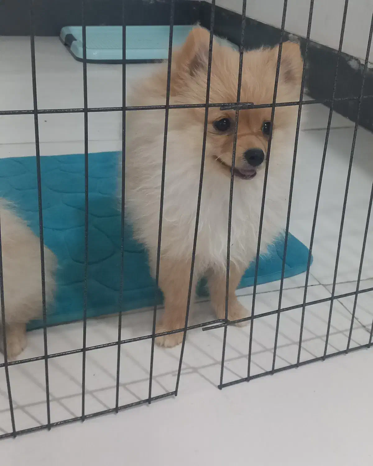 توله پامرانی|سگ|خرمشهر, |دیوار