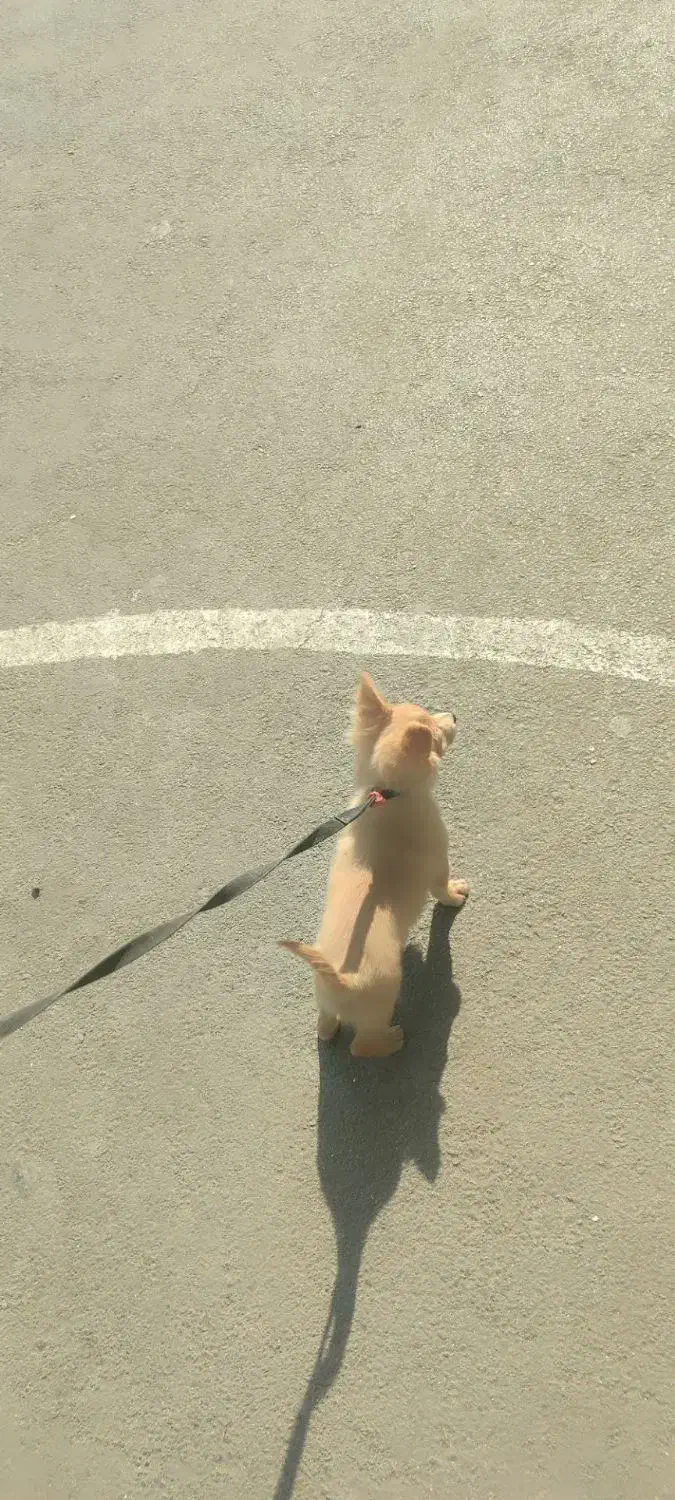 سگ تربیت شده|سگ|پاکدشت, پاکدشت (مامازند)|دیوار