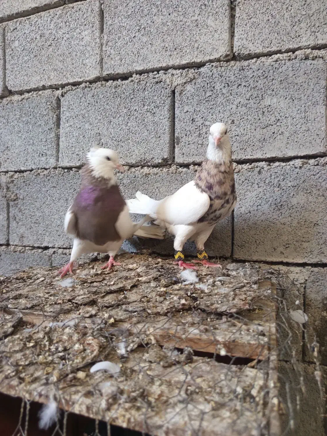 کبوتر طوقی|پرنده|وحدتیه, |دیوار