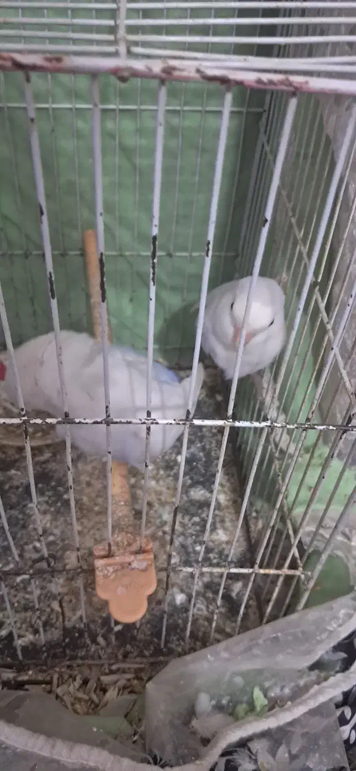 کوتوله|پرنده|مشهد, شهید قربانی|دیوار