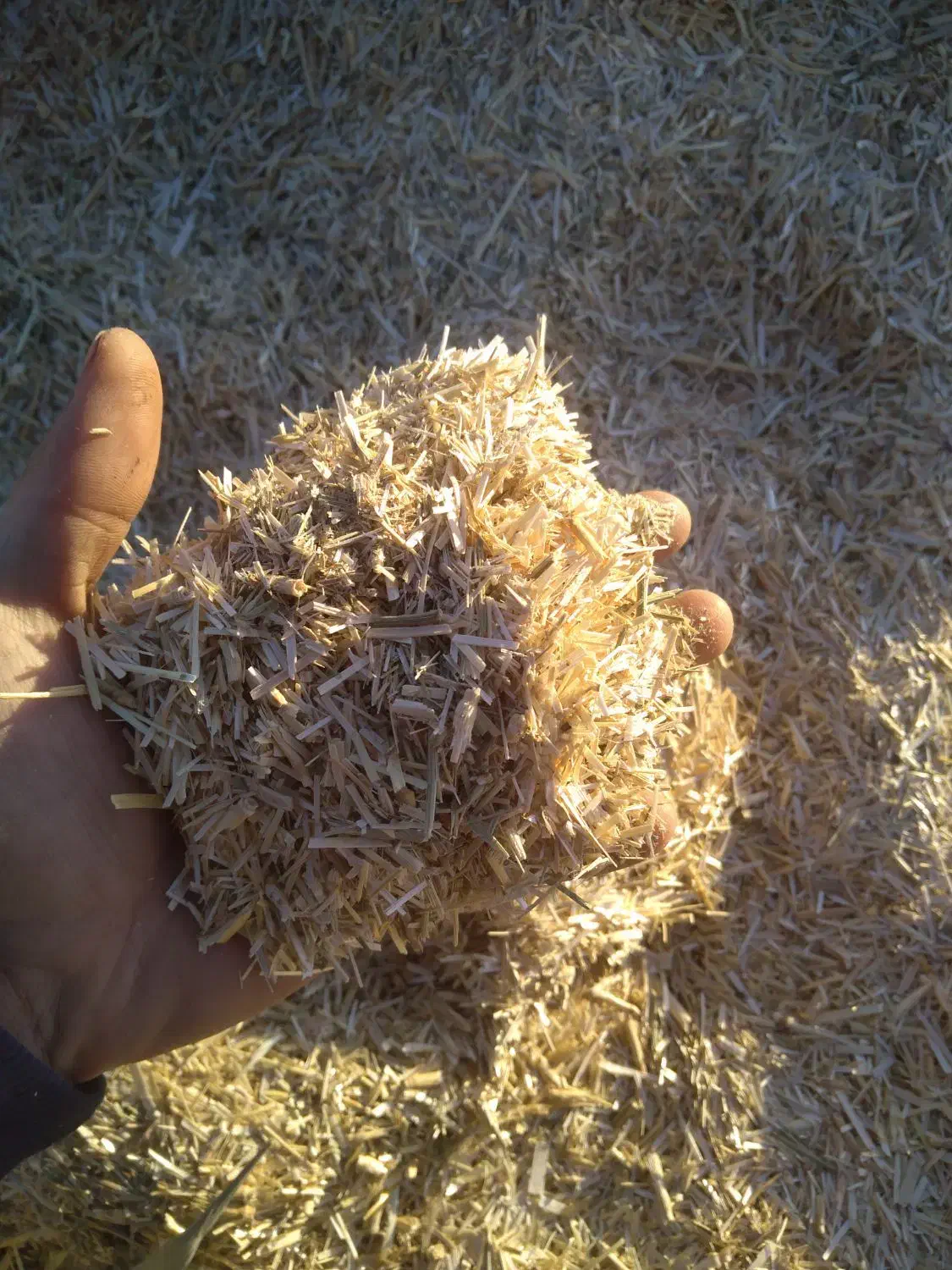 کاه|عمدهفروشی|تربتحیدریه, کلاته توکلی|دیوار