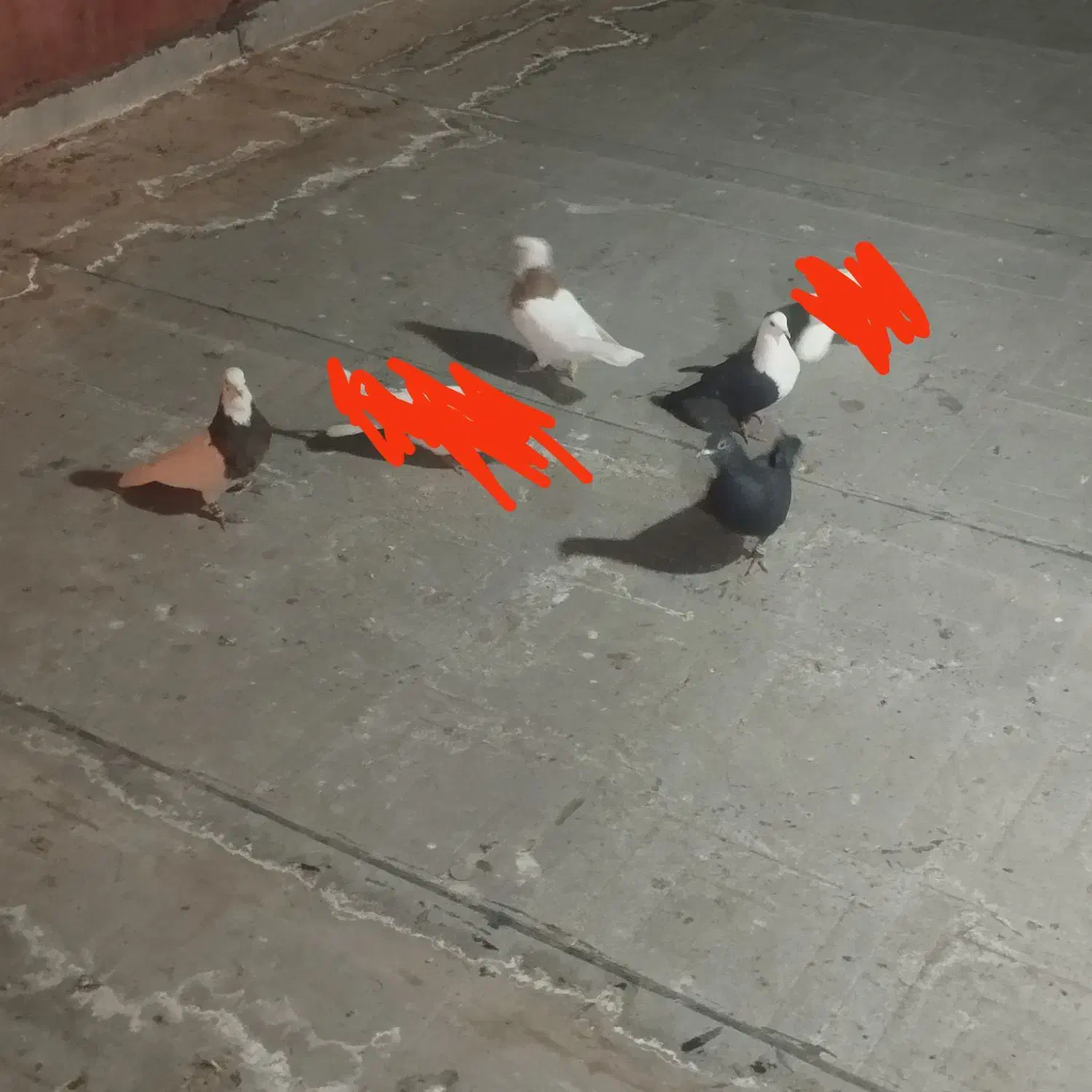 گبوتر|پرنده|اسفرورین, |دیوار