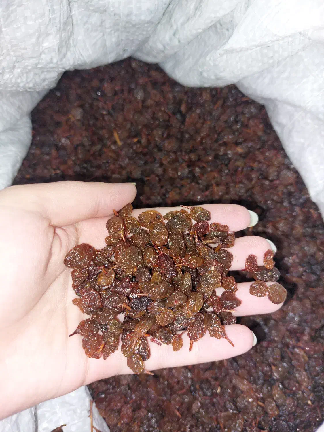 کشمش افتابی|خوردنی و آشامیدنی|مشهد, توس (بلوار توس)|دیوار