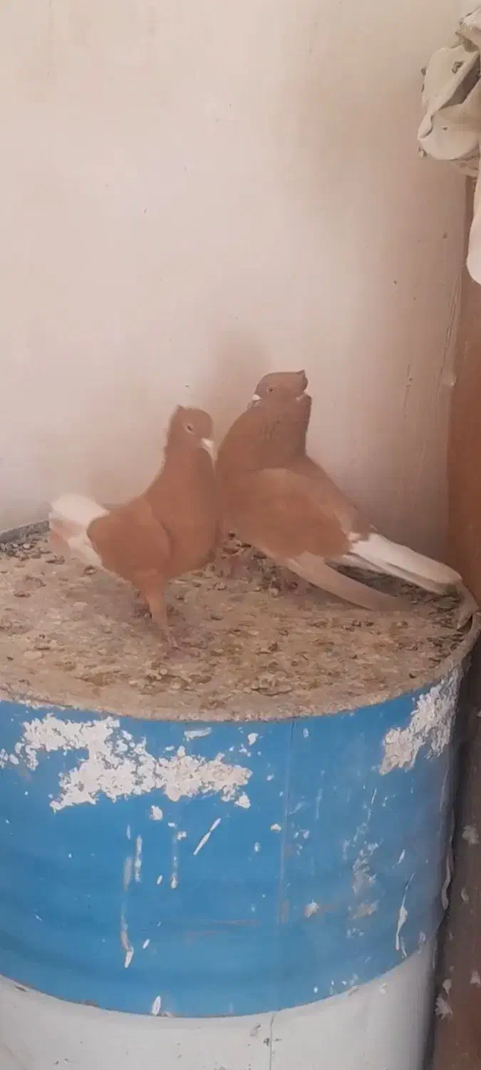 کبوتر|پرنده|فسا, |دیوار