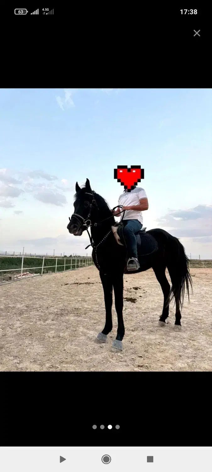 اسب مشکی فریزین|اسب و تجهیزات اسب‌سواری|مراغه, |دیوار
