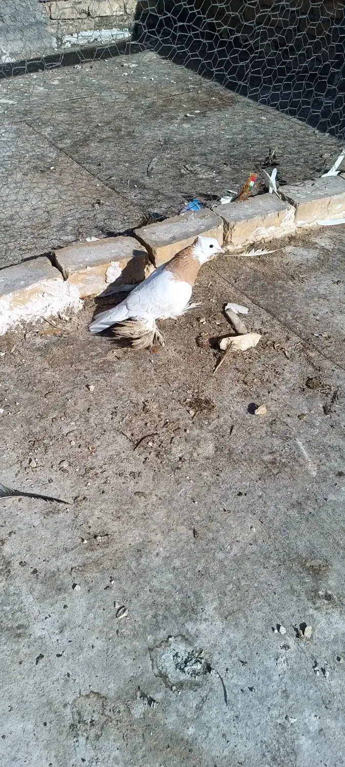 دو عدد طوقی نر|پرنده|پیر بکران, |دیوار