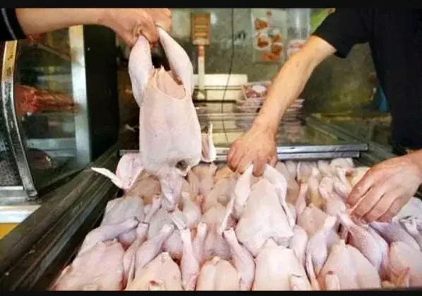 «مرغ»غذای سگ و گربه|لوازم جانبی حیوانات|شیراز, کرونی(خاتونک)|دیوار