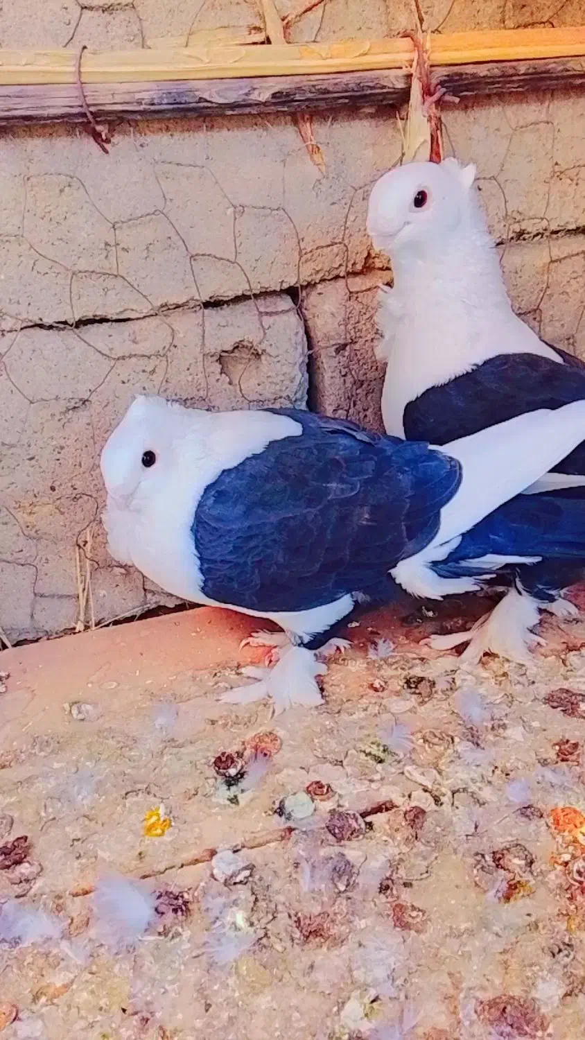 کفتر موشی|پرنده|منوجان, |دیوار