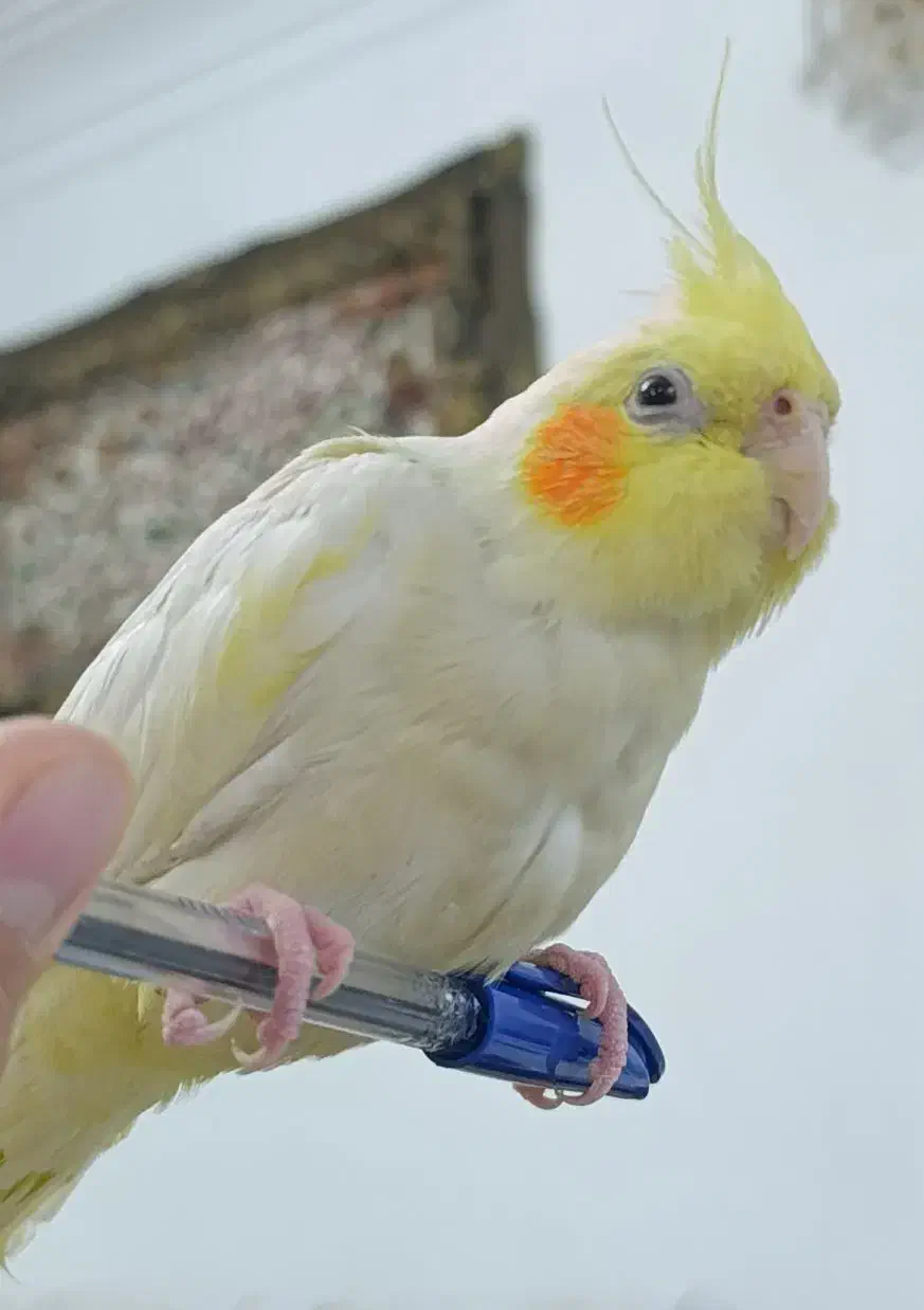 عروس هلندی ماده|پرنده|رشت, نیروی دریایی|دیوار