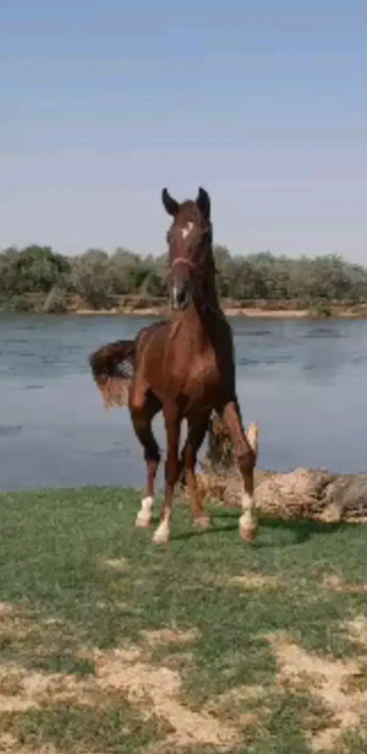 اسب|اسب و تجهیزات اسبسواری|شوشتر, |دیوار