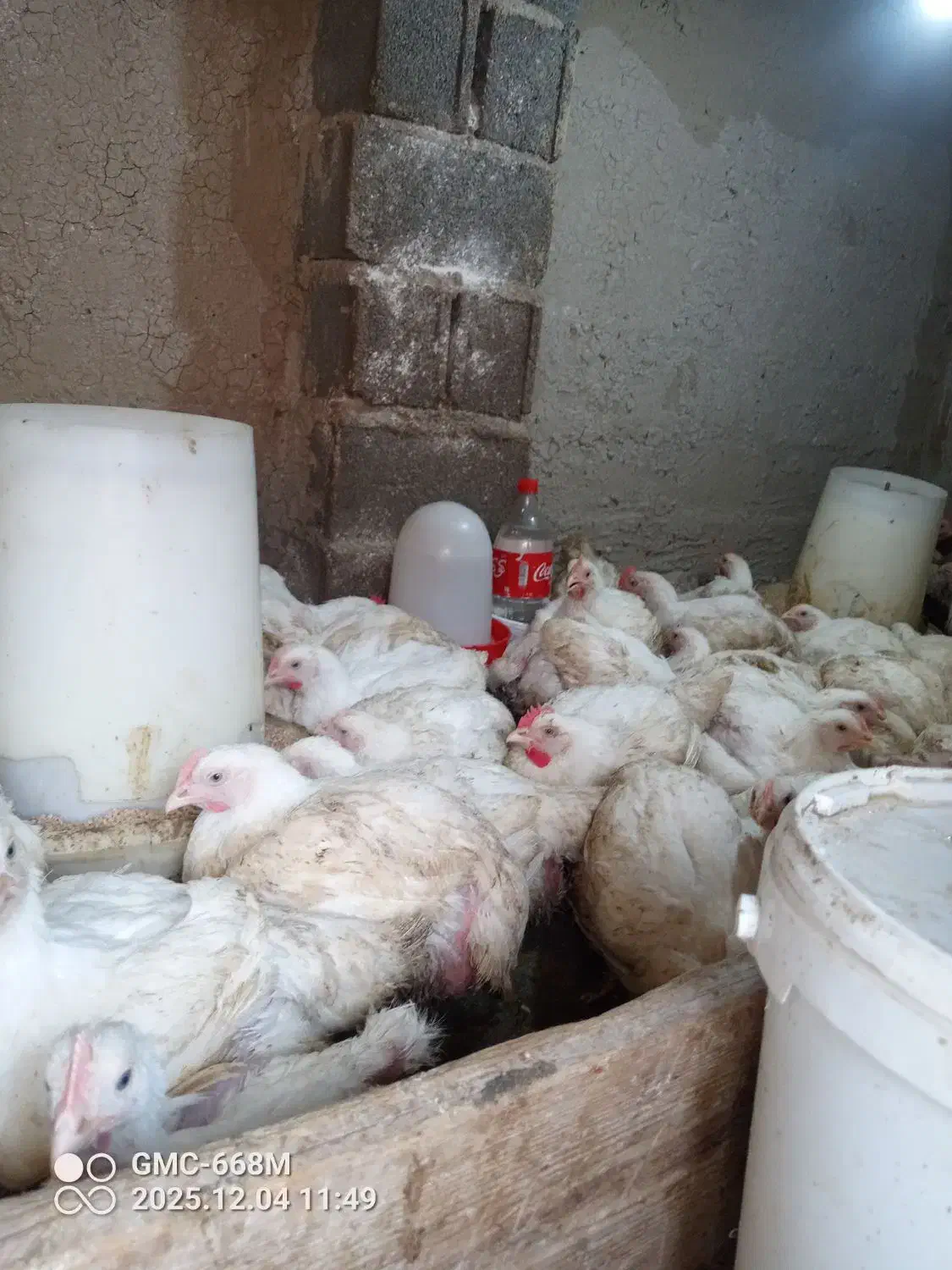 مرغ اوگانیک|حیوانات مزرعه|گمیشان, |دیوار