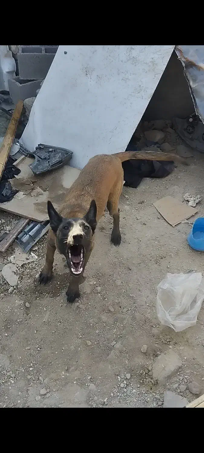 سگ مالینیوز|سگ|کوه چنار, |دیوار