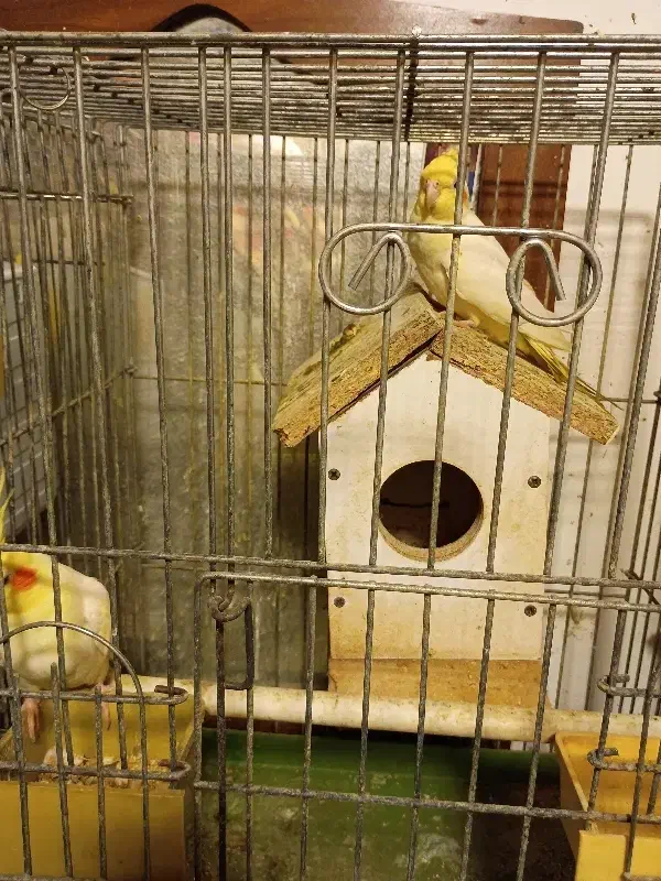 عروس هلندی|پرنده|خرمآباد (تنکابن), |دیوار