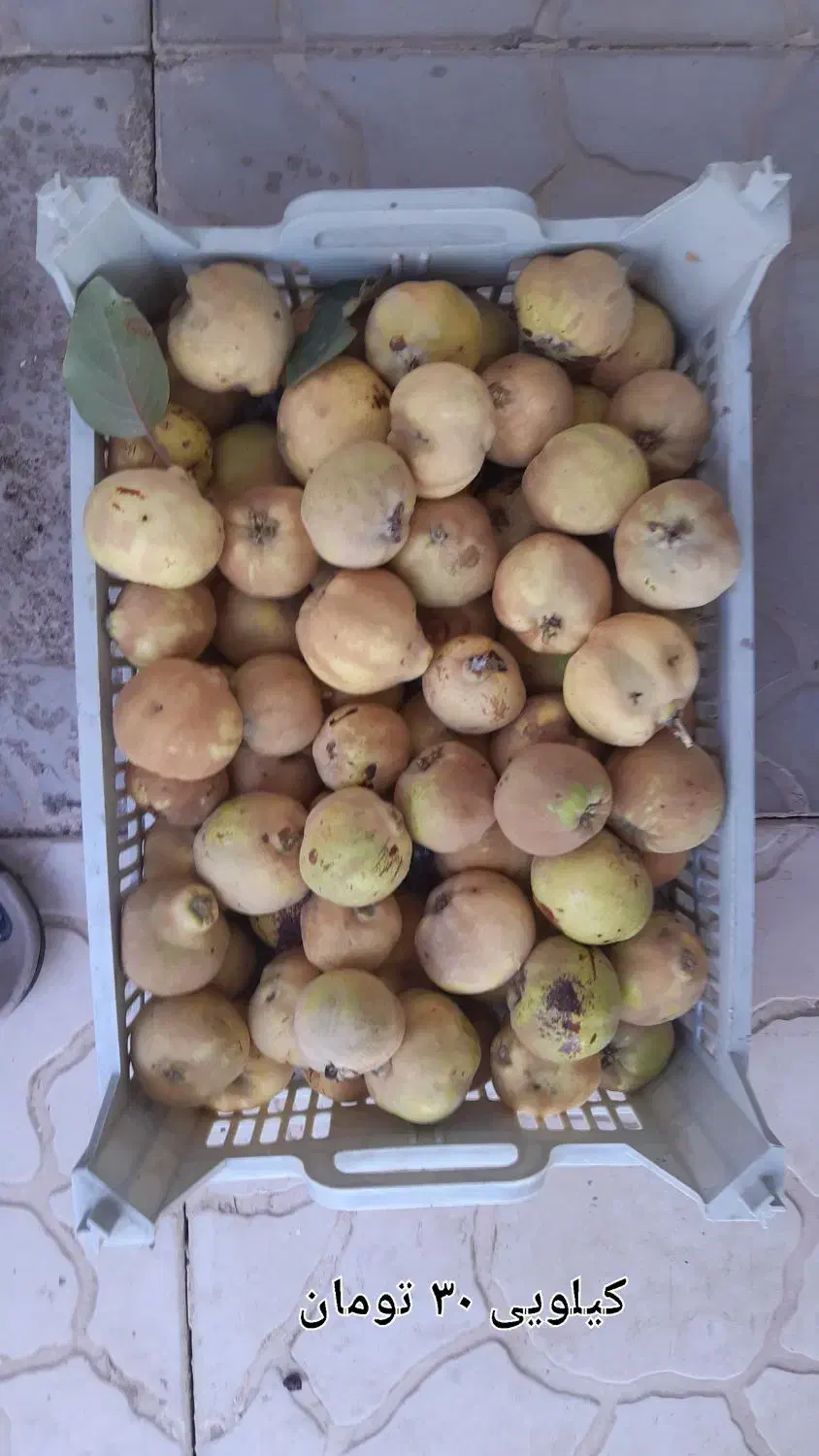 میوه به|خوردنی و آشامیدنی|قم, آزادگان|دیوار