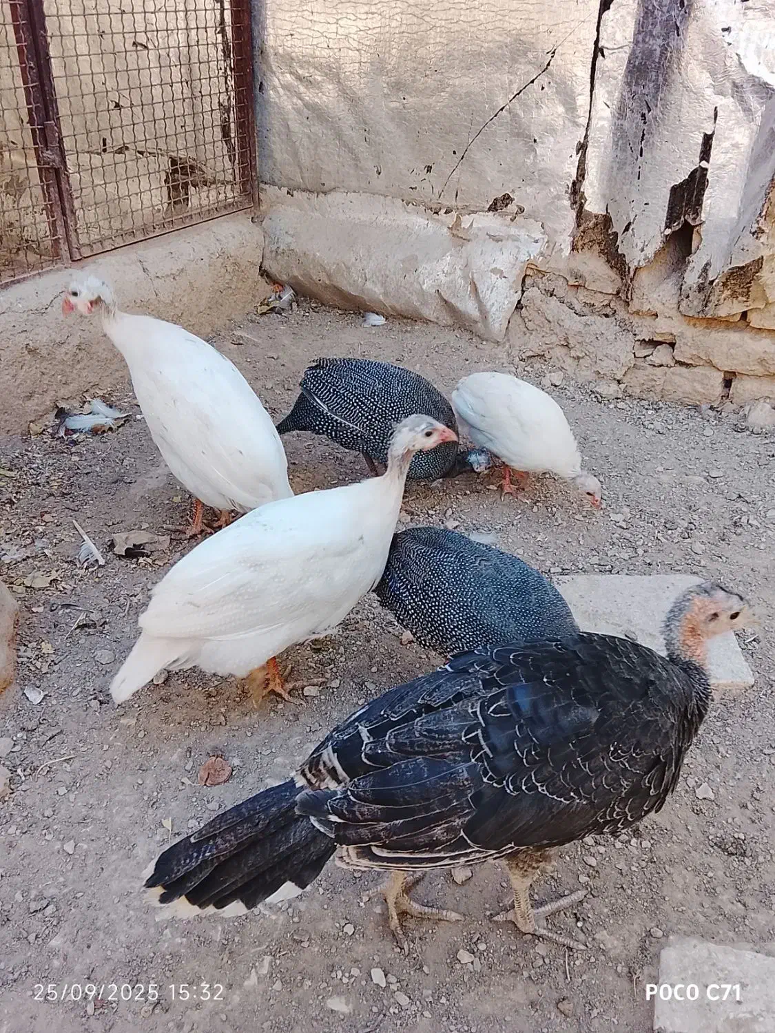 پرنده زینتی شهرستان رزن|پرنده|رزن, |دیوار