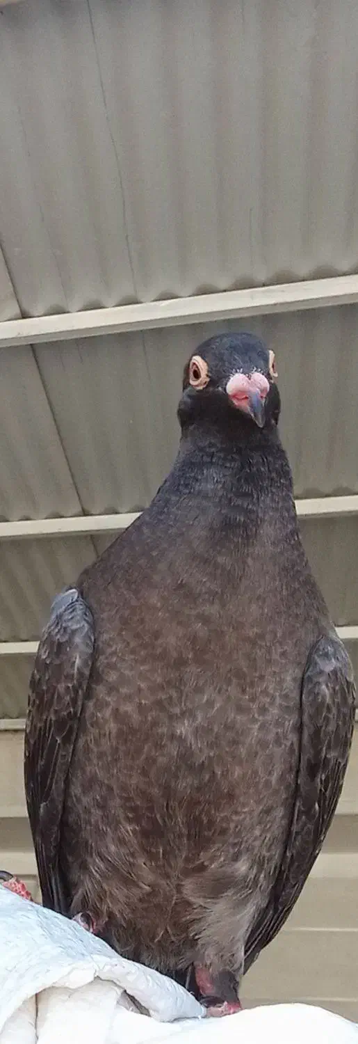 کبوتر گمشده|حیوانات|امیدیه, |دیوار