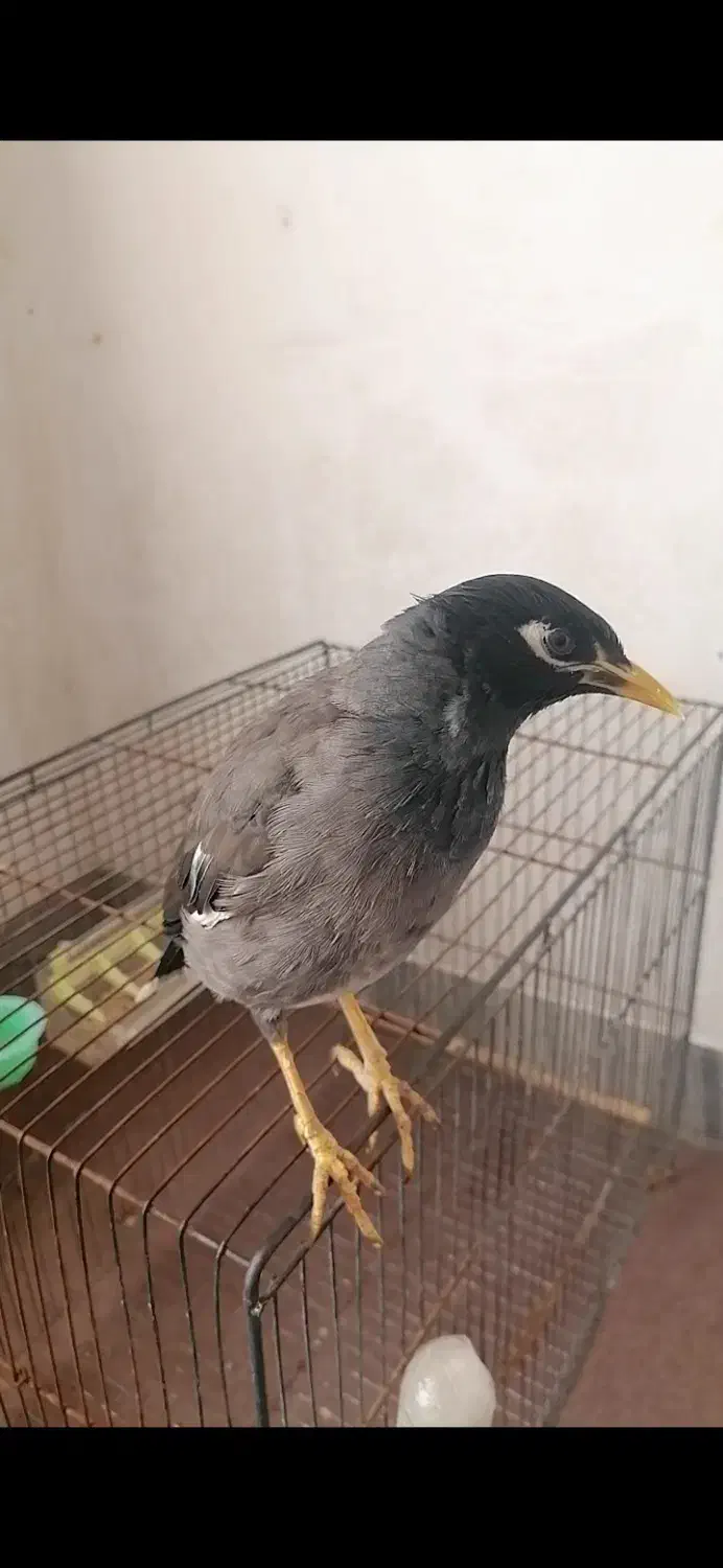 مرغ مینا سخنگو|پرنده|حمیدیا, |دیوار