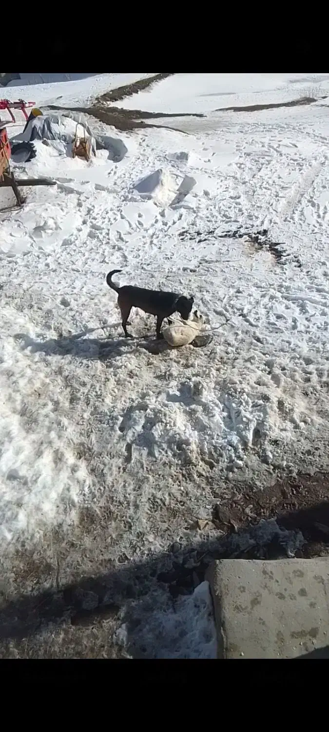 سگ ماده ۲ ساله|سگ|شادیان, |دیوار