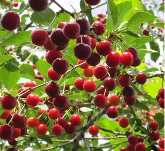 آلبالوبوترمو پیوندی هاوین نهال|خدمات باغبانی و درختکاری|قائم‌شهر, |دیوار