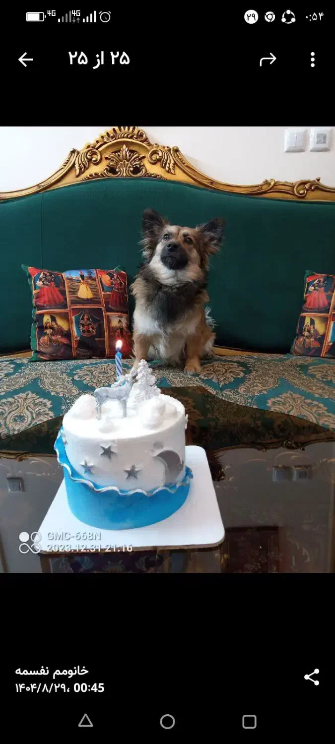 سگ گمشده مژدگانی ۵ میلیون تومن|حیوانات|اصفهان, شهرستان|دیوار